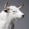 White Park Bull (Ash Nik-Nak) by Kelly John